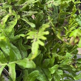 Photo of the plant species Common Polypody by @YeahSpanishelm named Figyonce on Greg, the plant care app