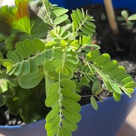 Photo of the plant species Chamber Bitter by @SightlyPlumtree named Walt on Greg, the plant care app