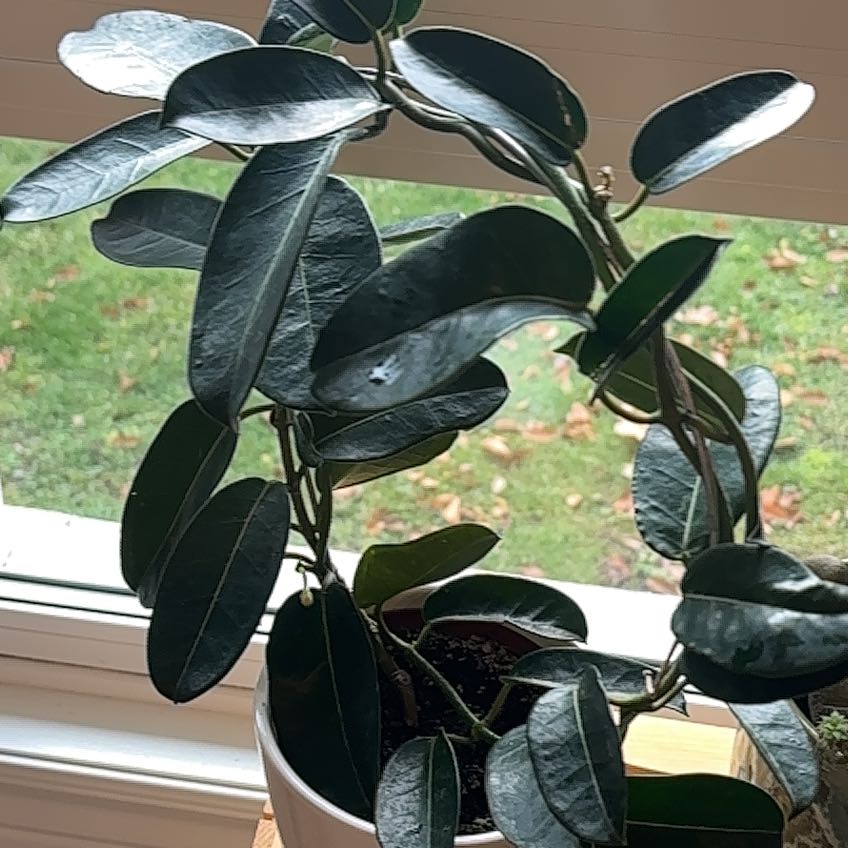 Photo of the plant species Jasmine by @YardIcelandmoss named Terra on Greg, the plant care app