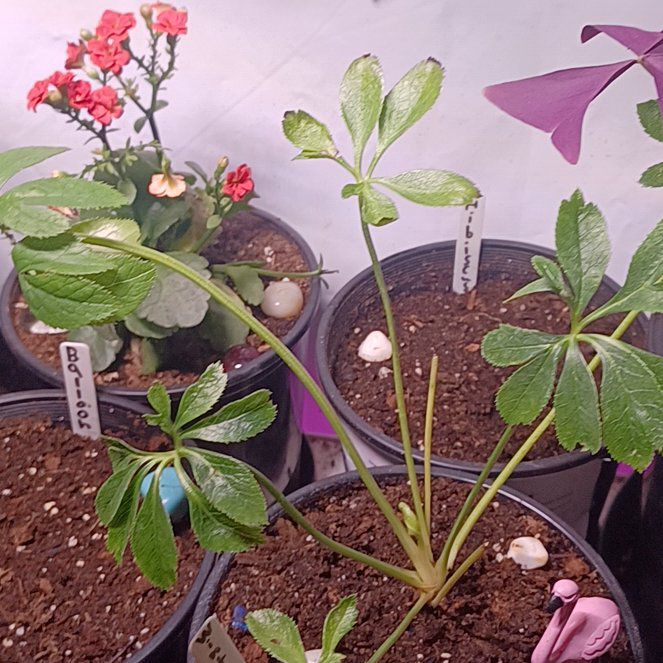 Photo of the plant species New York Night Hellebore by @Argent named Harbinger on Greg, the plant care app
