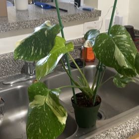 Plant care for Mini Monsterra on Greg, the plant care app