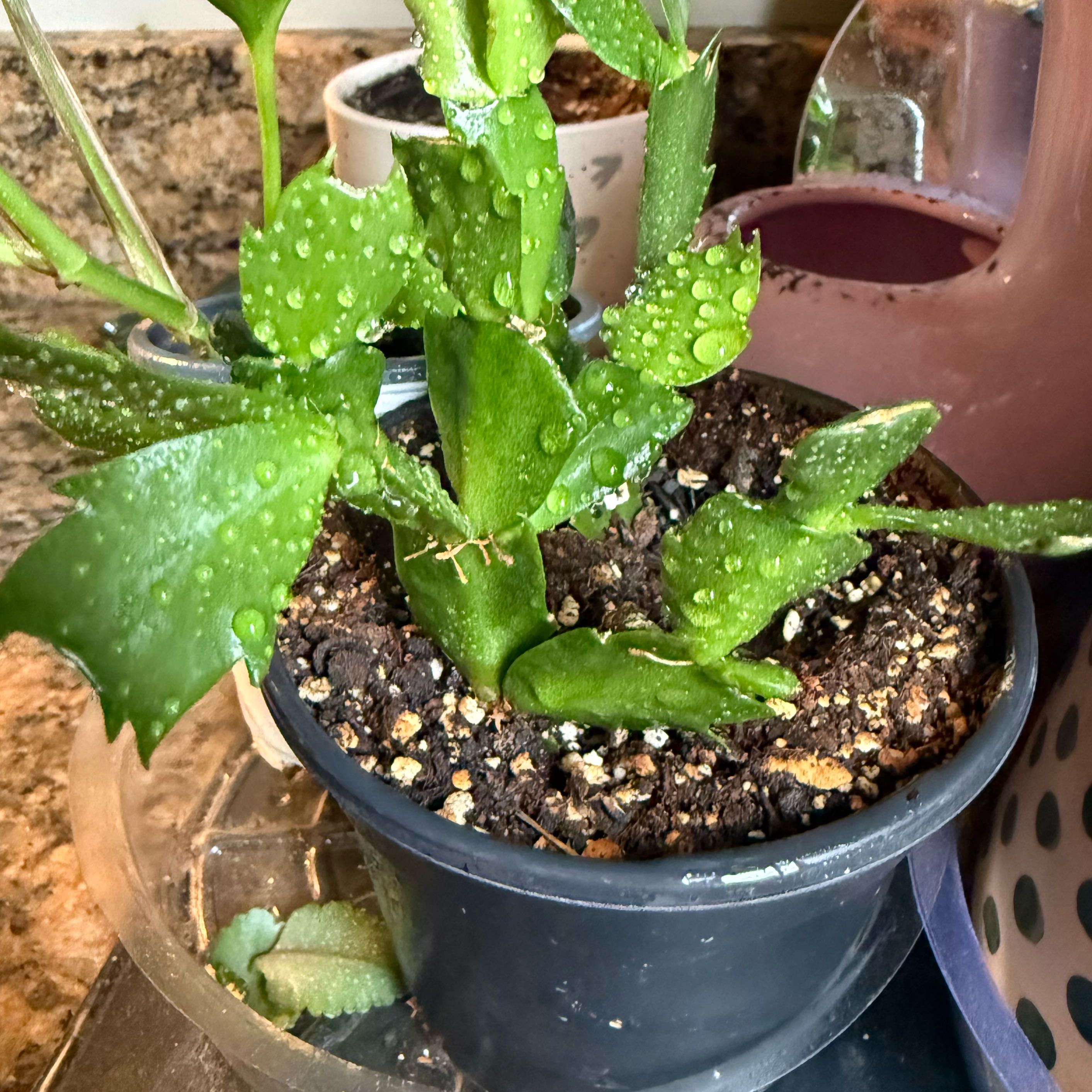 Photo of the plant species Christmas Cactus by @SilkyPoataniwha named Osmo on Greg, the plant care app