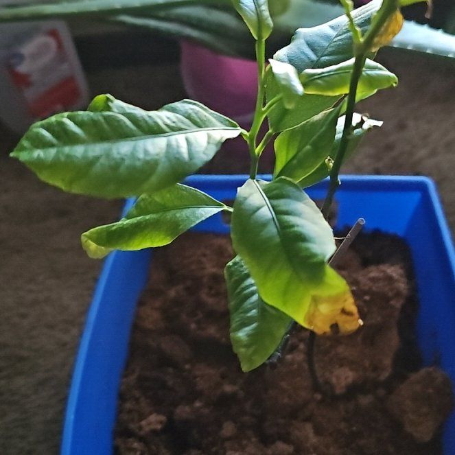 Photo of the plant species Lemon by @FunNootkalupine named Cleopatra on Greg, the plant care app