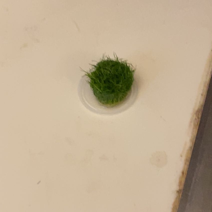 Photo of the plant species Dwarf Hairgrass by @SolidEggplant92 named Kardashian on Greg, the plant care app
