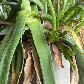 Photo of the plant species Pregnant Onion by @YeahBeakedyucca named Einstein on Greg, the plant care app
