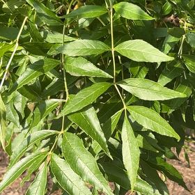 Photo of the plant species Golden Ash by @LastingBagpod62 named Tolkien on Greg, the plant care app