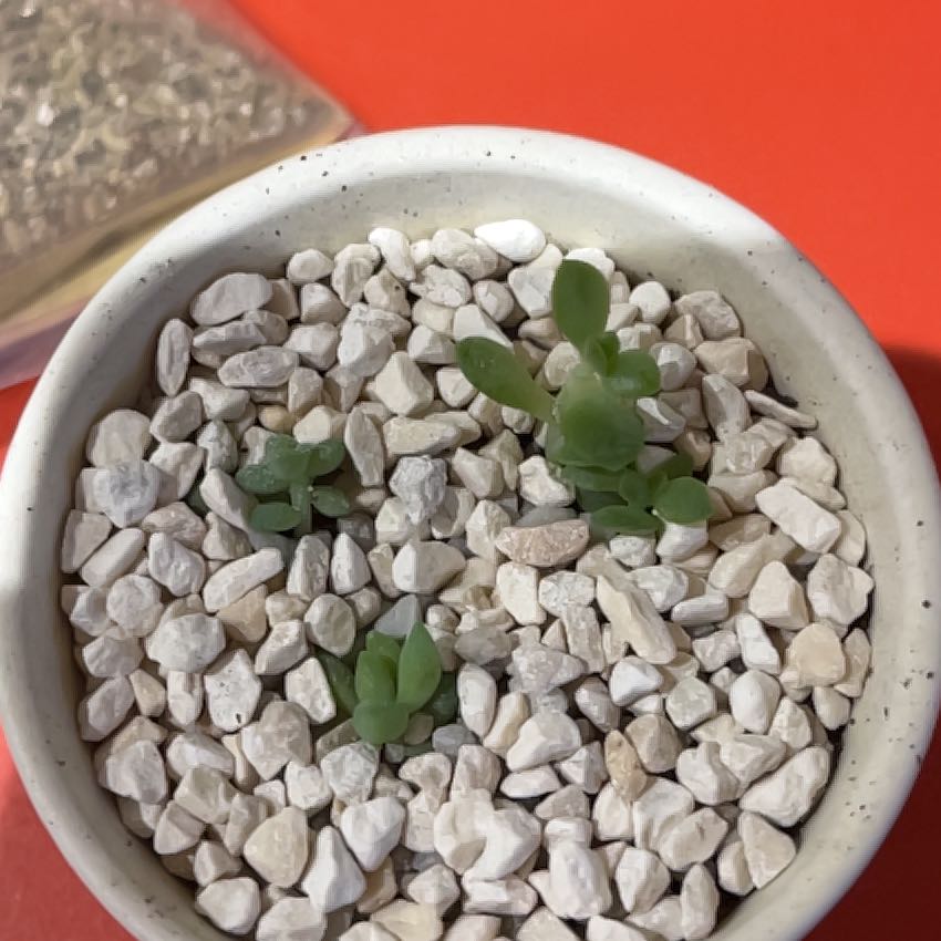 Photo of the plant species Succulent by @Serendipity880 named Baby burrows tail on Greg, the plant care app