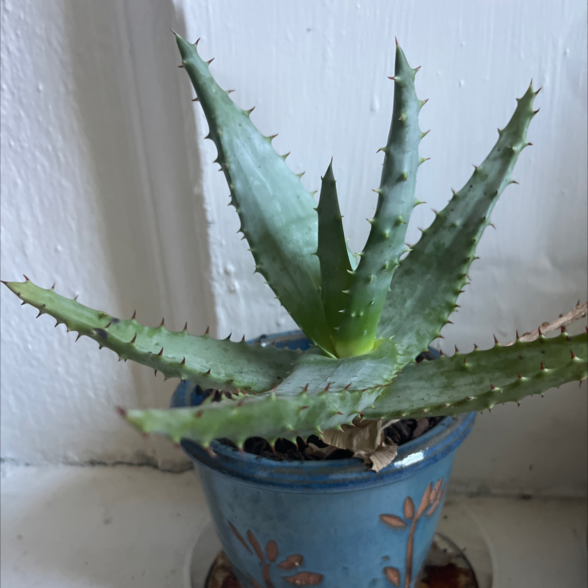 Photo of the plant species Red Hot Poker Aloe by @ProphetKawakawa named (DOBYN) Austen on Greg, the plant care app