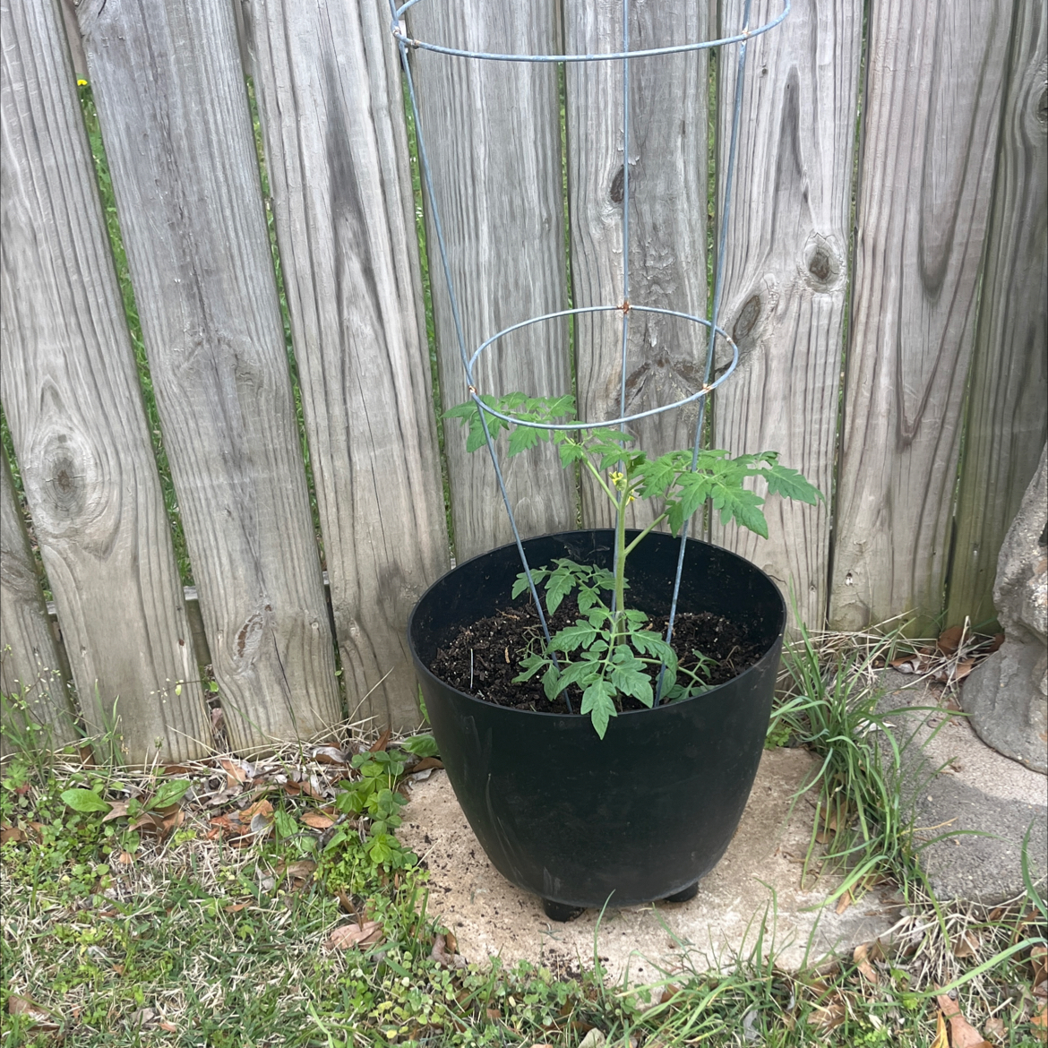 Photo of the plant species Tomato 'Lemon Boy VF' by @ProphetKawakawa named (DOBYL) Clairee on Greg, the plant care app