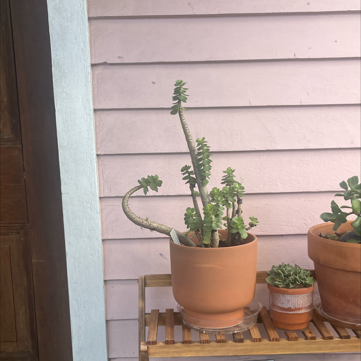 Photo of the plant species Portulaca molokiniensis 'Maraca' by @ProphetKawakawa named (DOFPR) Stitch on Greg, the plant care app