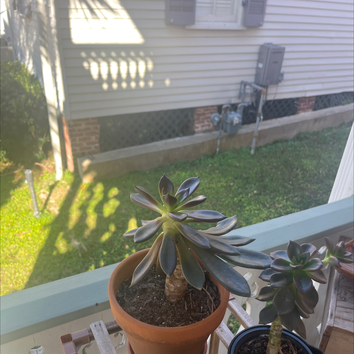 Photo of the plant species Echeveria 'Ebony' by @ProphetKawakawa named (DOBYR) Morticia on Greg, the plant care app