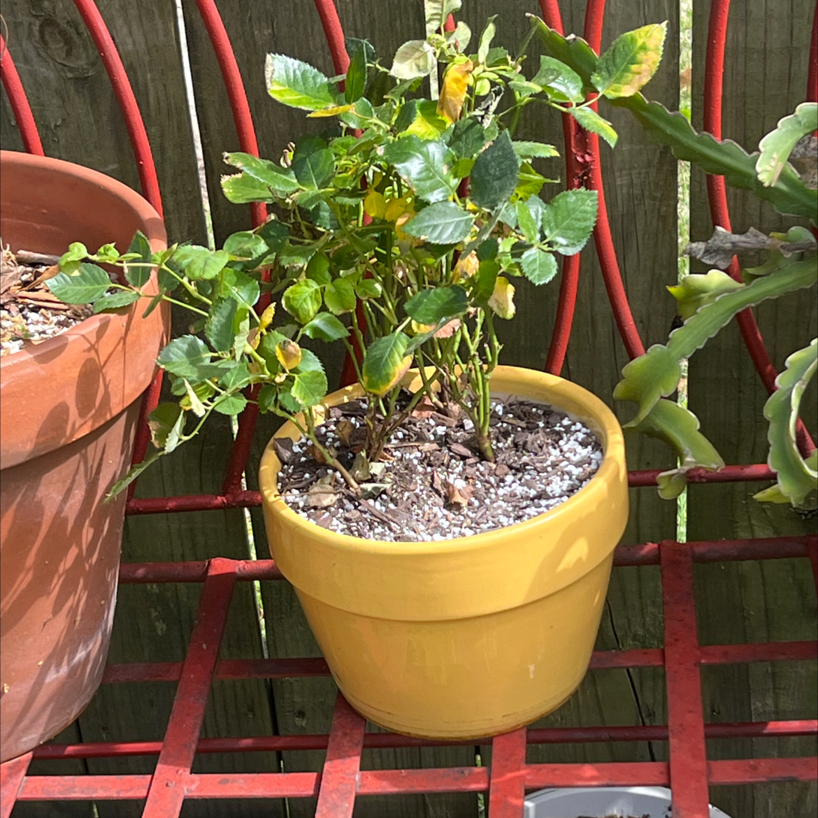 Photo of the plant species mini rose by @ProphetKawakawa named (DOBYL) Moira Rose on Greg, the plant care app
