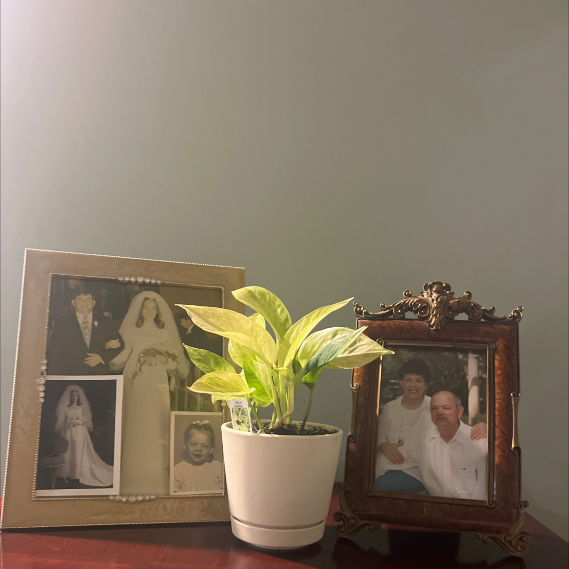 Photo of the plant species Neon Queen Pothos by @ProphetKawakawa named _@Mom’s (IBDM): Michael on Greg, the plant care app