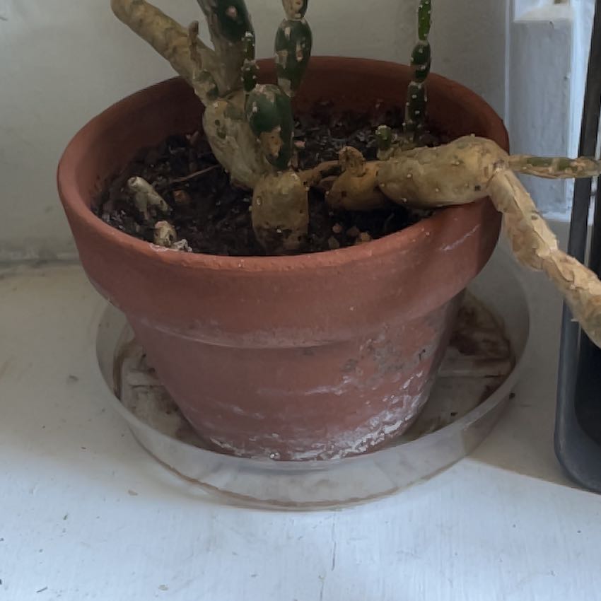 Photo of the plant species Angel wing's cactus by @ProphetKawakawa named (DOBYR) Stella on Greg, the plant care app