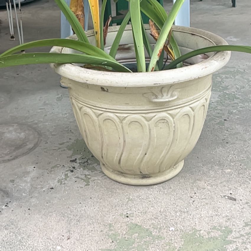 Photo of the plant species Amaryllis by @ProphetKawakawa named _@Mom’s (BP): Deanie on Greg, the plant care app