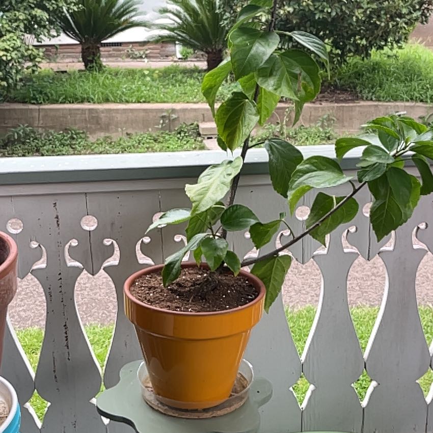 Photo of the plant species Cajun Hibiscus by @ProphetKawakawa named (DOFPL) Evangeline on Greg, the plant care app