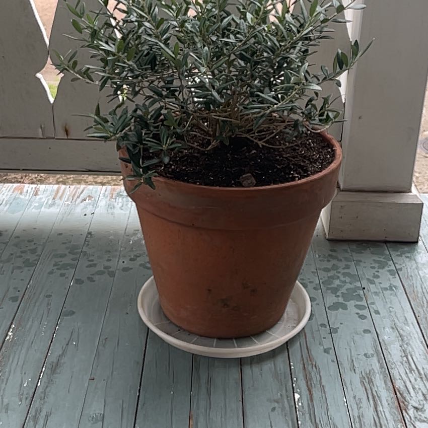 Photo of the plant species Dwarf Olive by @ProphetKawakawa named (DOFPR) Olive on Greg, the plant care app