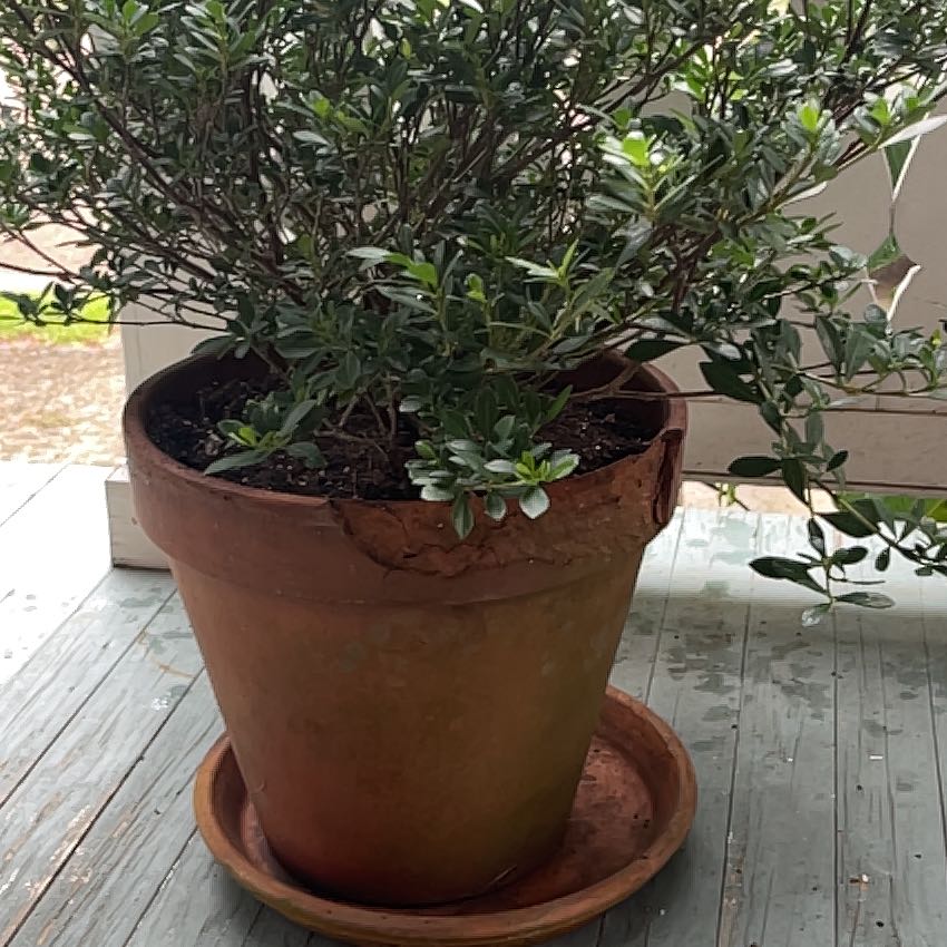 Photo of the plant species Snow Girl™ Gardenia by @ProphetKawakawa named (DOBYS) Savannah on Greg, the plant care app