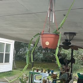 Photo of the plant species Adamant Creeper by @ProphetKawakawa named _@Mom’s: Poif on Greg, the plant care app