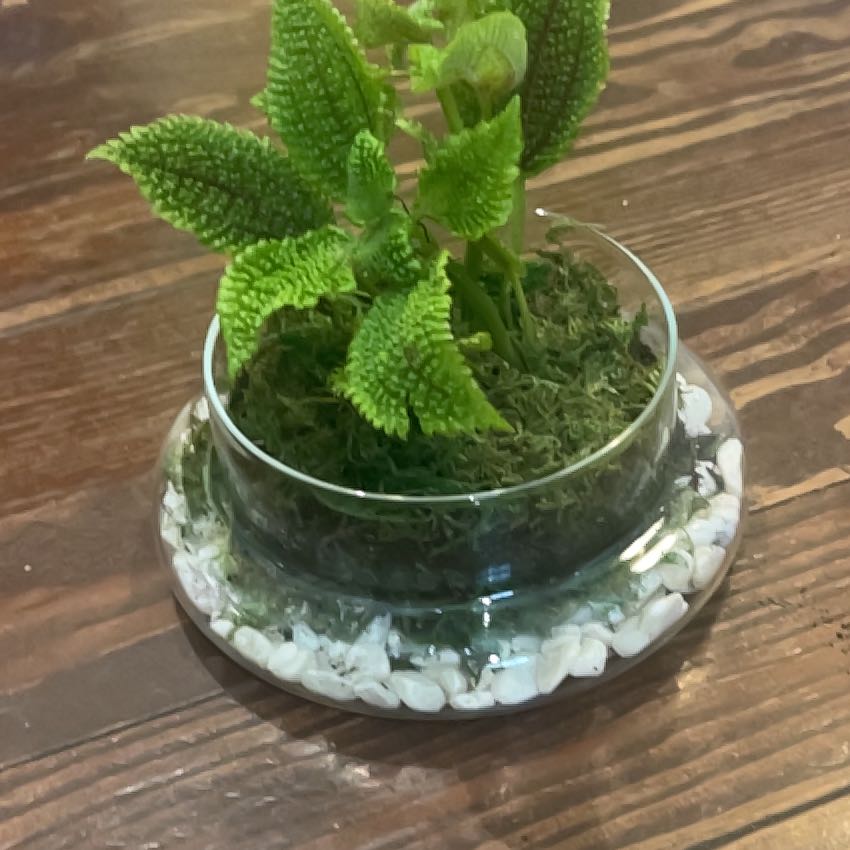 Photo of the plant species Pilea 'Moon Valley' by @ProphetKawakawa named (UISRT) Chloe on Greg, the plant care app