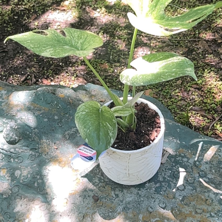 Photo of the plant species Monstera 'White Monster' by @ProphetKawakawa named (DIO) Cruella on Greg, the plant care app