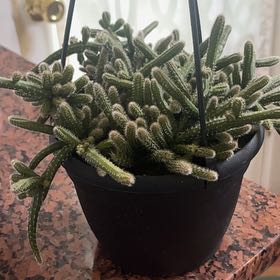 Photo of the plant species Mouse Tail Cactus by @ProphetKawakawa named (DOBYR) Dusty on Greg, the plant care app