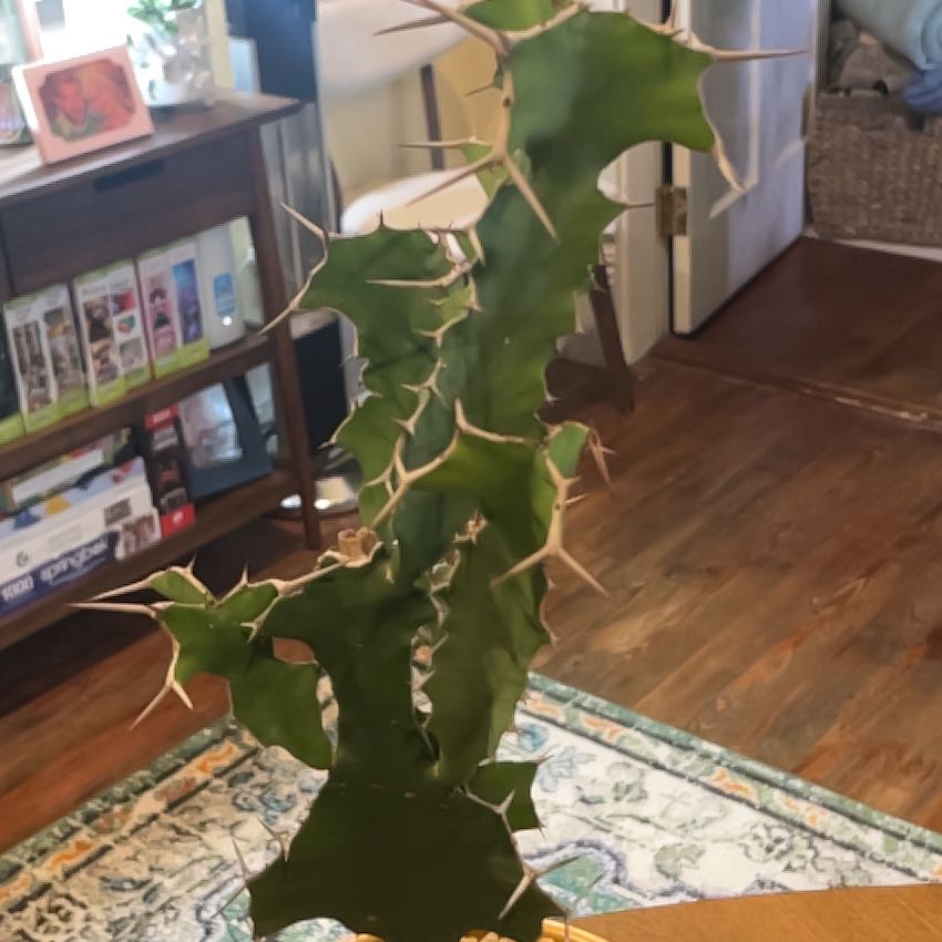 Photo of the plant species Cow's Horn Plant by @ProphetKawakawa named (DILR) Ferdinand on Greg, the plant care app