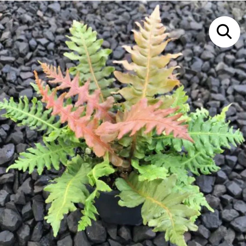 Photo of the plant species Brazilian Tree Fern by @ProphetKawakawa named _@Mom’s (BP): Chita on Greg, the plant care app
