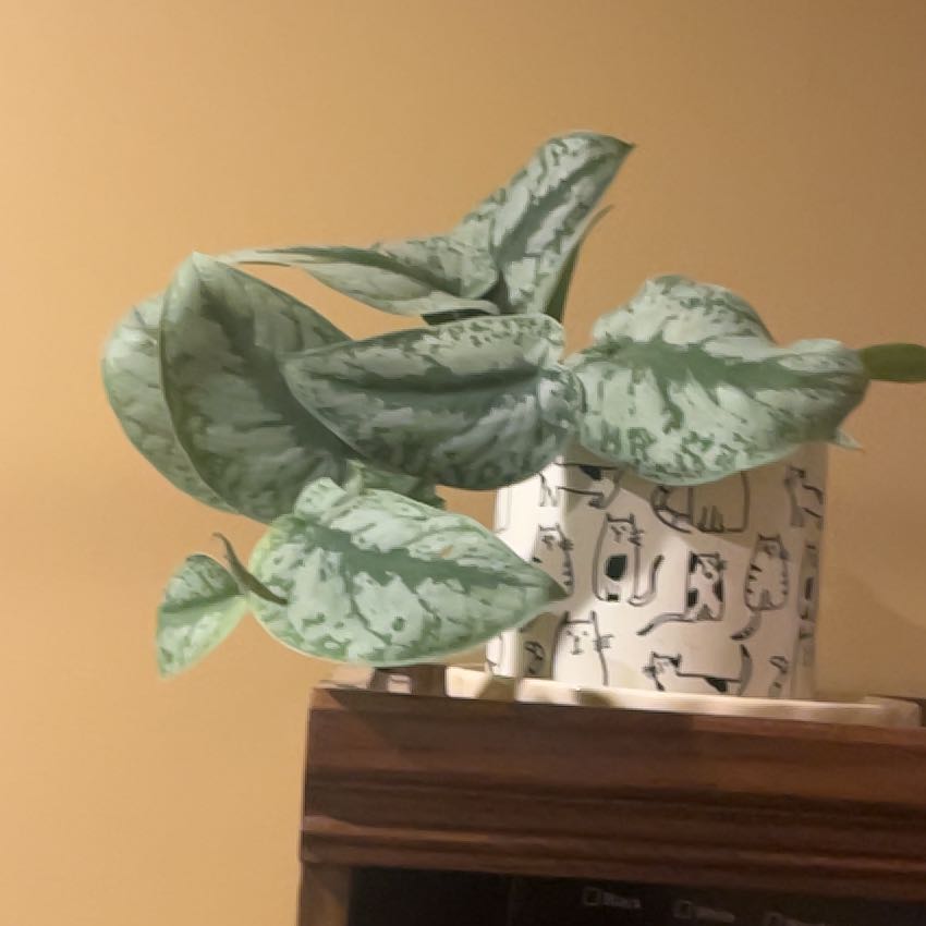 Photo of the plant species Scindapsus pictus 'Silver Splash' by @ProphetKawakawa named _@Mom’s (IBDS): Francis on Greg, the plant care app