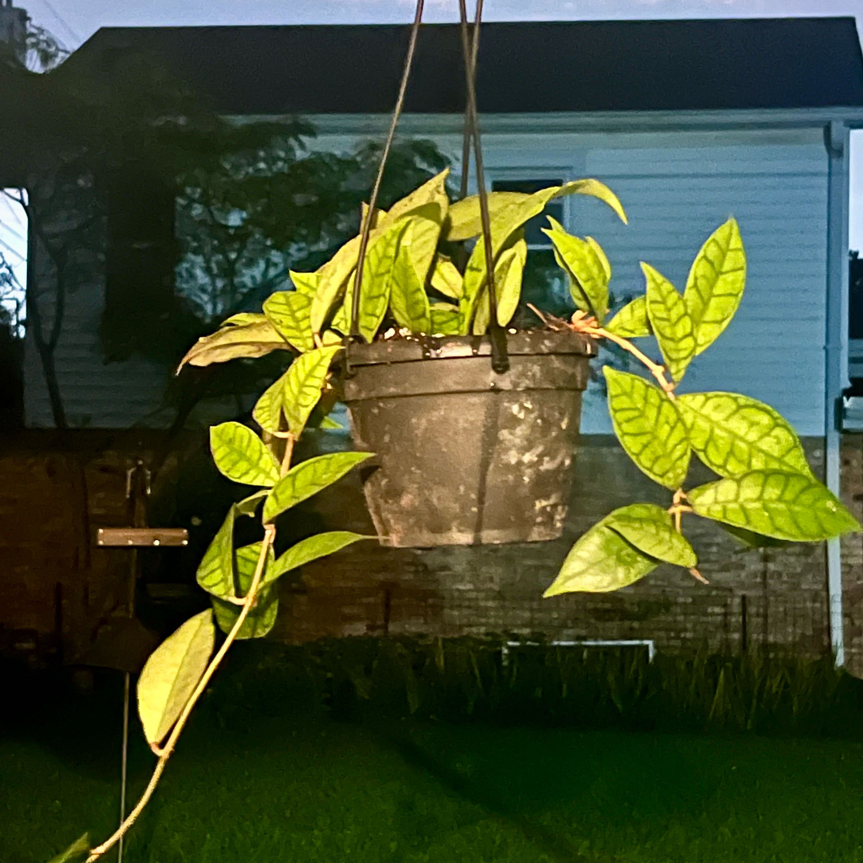 Photo of the plant species Hoya callistophylla 'Chibi' by @ProphetKawakawa named _@Mom’s (OBP): Poif on Greg, the plant care app
