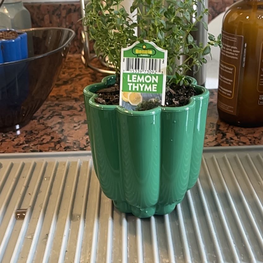 Photo of the plant species Lemon Thyme by @ProphetKawakawa named (DIK) Amy on Greg, the plant care app