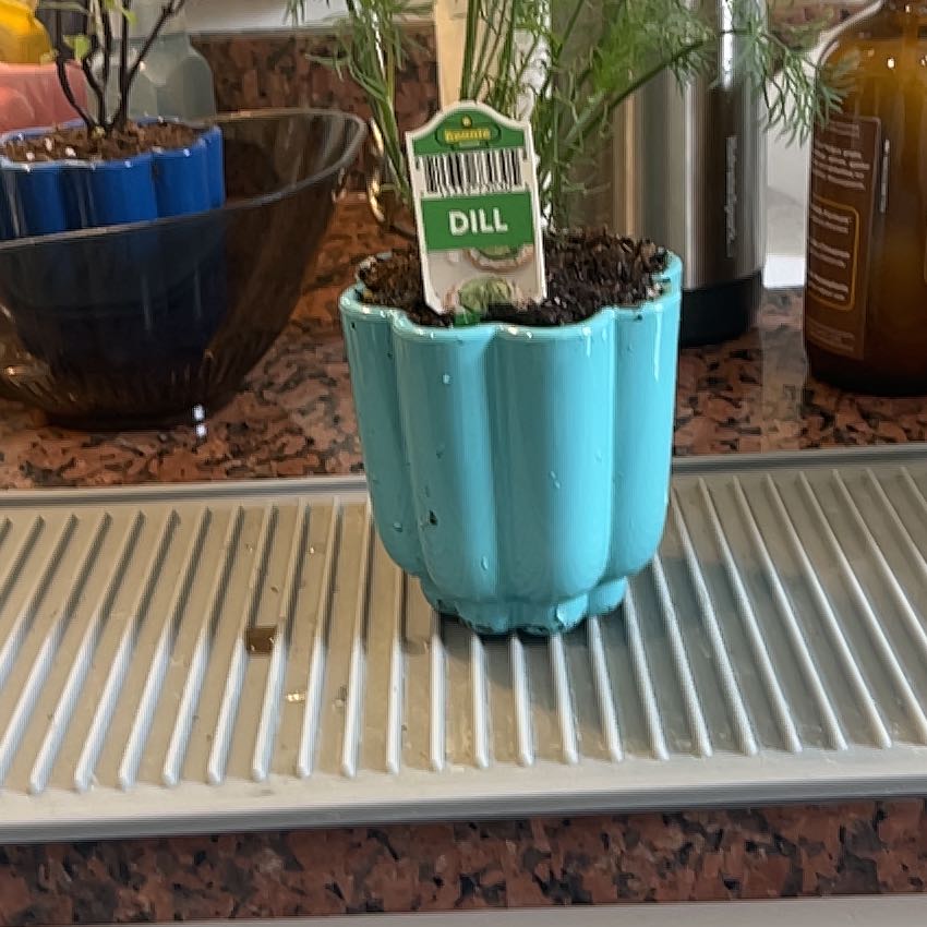 Photo of the plant species Dill by @ProphetKawakawa named (DIK) Bernadette on Greg, the plant care app