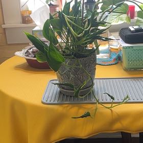 Photo of the plant species Pothos 'Shangri La' by @ProphetKawakawa named (UISR) Newt on Greg, the plant care app