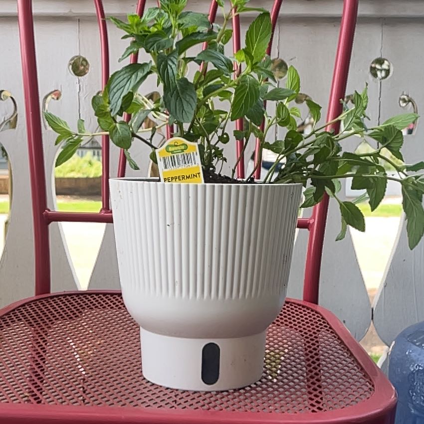 Photo of the plant species Peppermint by @ProphetKawakawa named (DOFPR) Marcie on Greg, the plant care app