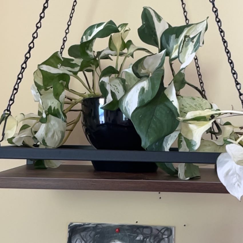 Photo of the plant species Ivory Knight by @ProphetKawakawa named (UIL) Guinevere on Greg, the plant care app