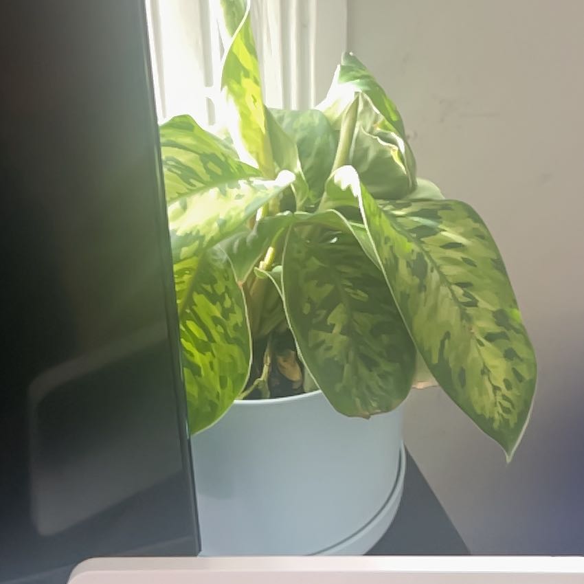 Photo of the plant species Homalomena 'Camouflage' by @ProphetKawakawa named (DILR) Eileen on Greg, the plant care app