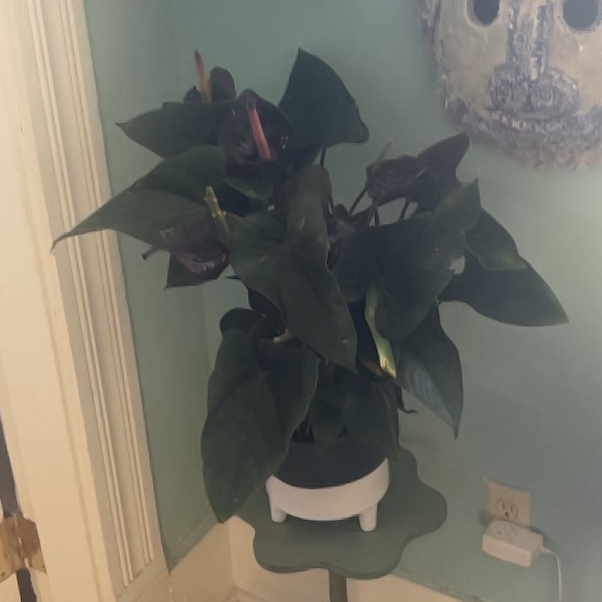 Photo of the plant species Black Anthurium by @ProphetKawakawa named (UISR) Ophelia on Greg, the plant care app