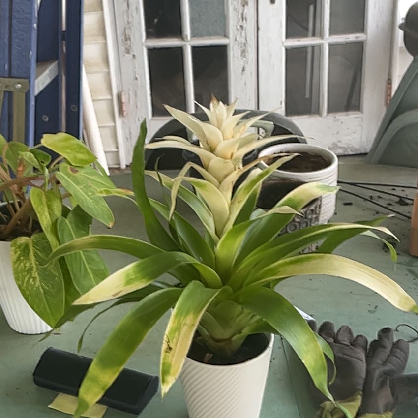 Photo of the plant species Guzmania Bromeliad by @ProphetKawakawa named _@Mom’s (OBY): Tommy on Greg, the plant care app
