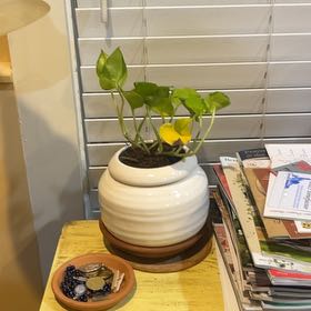 Photo of the plant species Pothos 'Neon Joy' by @ProphetKawakawa named _@Mom’s (IBAM): Michael on Greg, the plant care app