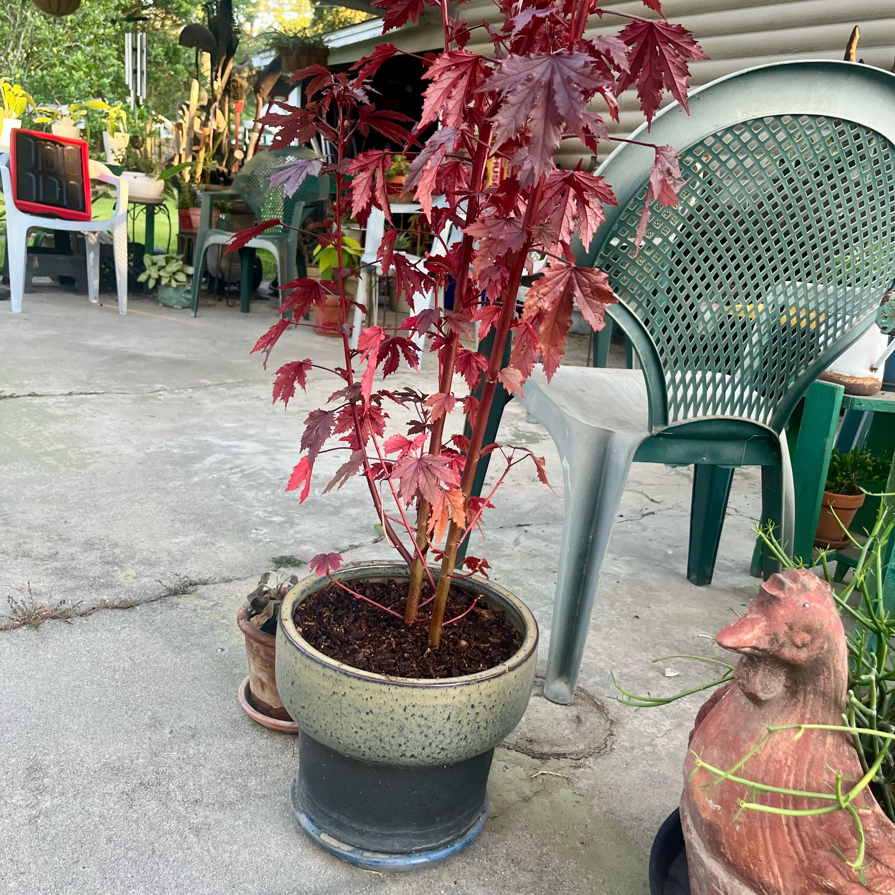 Photo of the plant species Hibiscus 'Mahogany Splendor' by @ProphetKawakawa named _@Mom’s (OBP): Ronnie on Greg, the plant care app