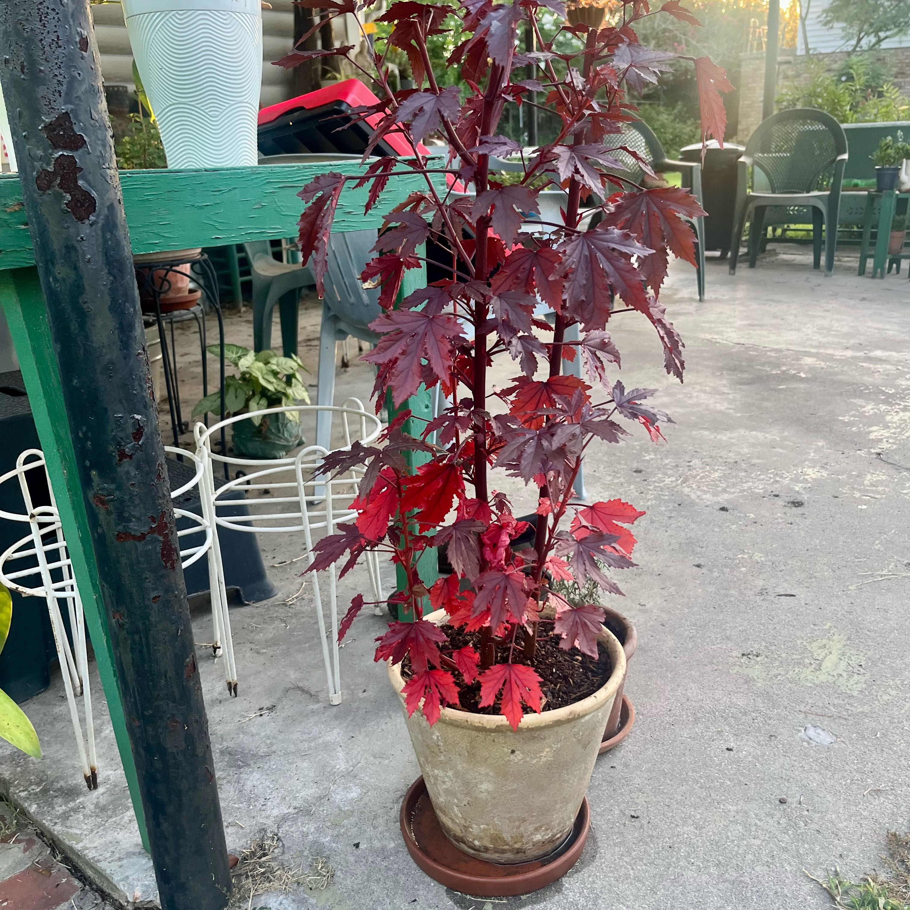 Photo of the plant species Hibiscus 'Mahogany Splendor' by @ProphetKawakawa named _@Mom’s (OBP): Dwayne Wayne on Greg, the plant care app