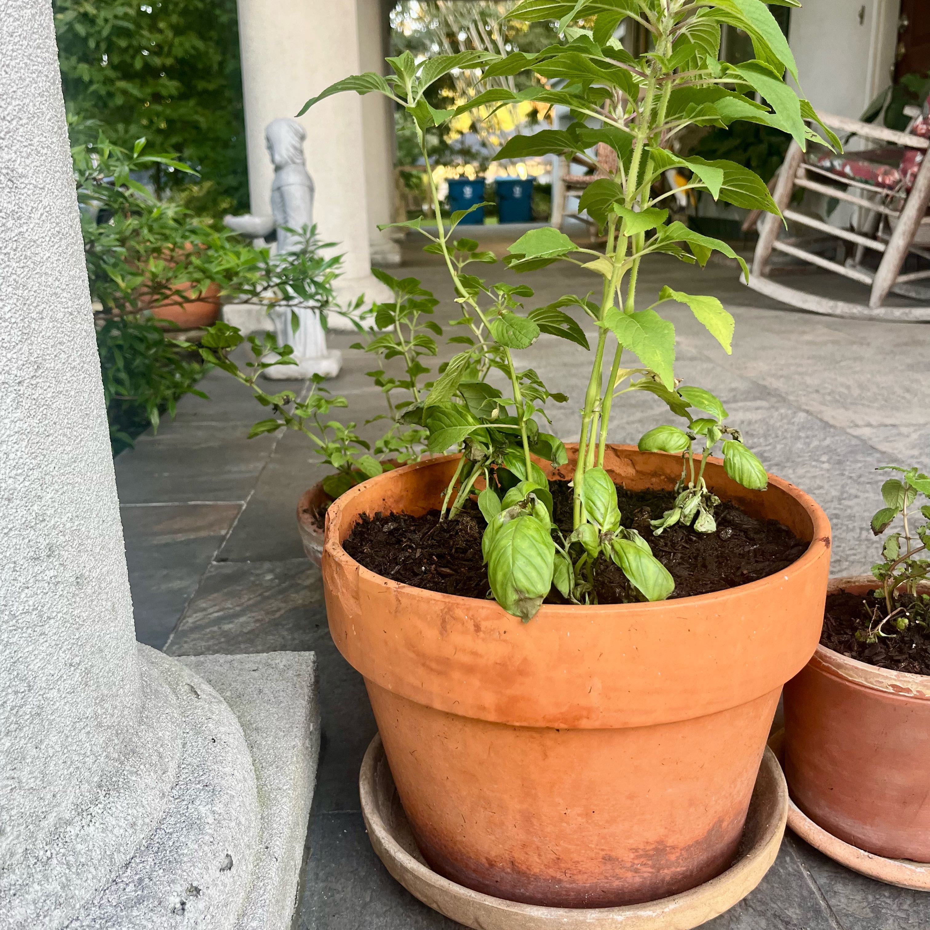 Photo of the plant species Pineapple Sage by @ProphetKawakawa named _@Mom’s (OFP): Buddy on Greg, the plant care app