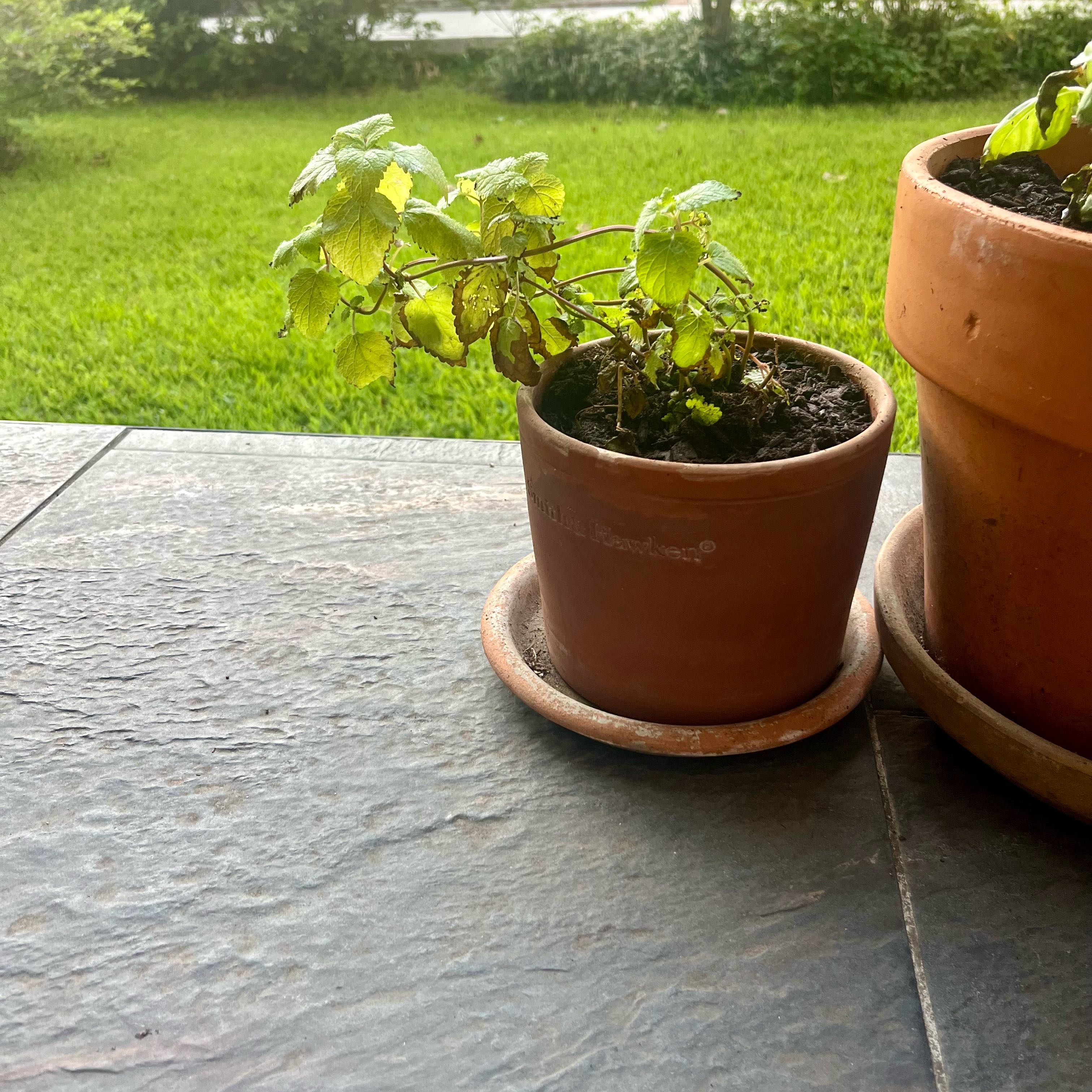 Photo of the plant species Orange Mint by @ProphetKawakawa named _@Mom’s (OFP): Clementine on Greg, the plant care app