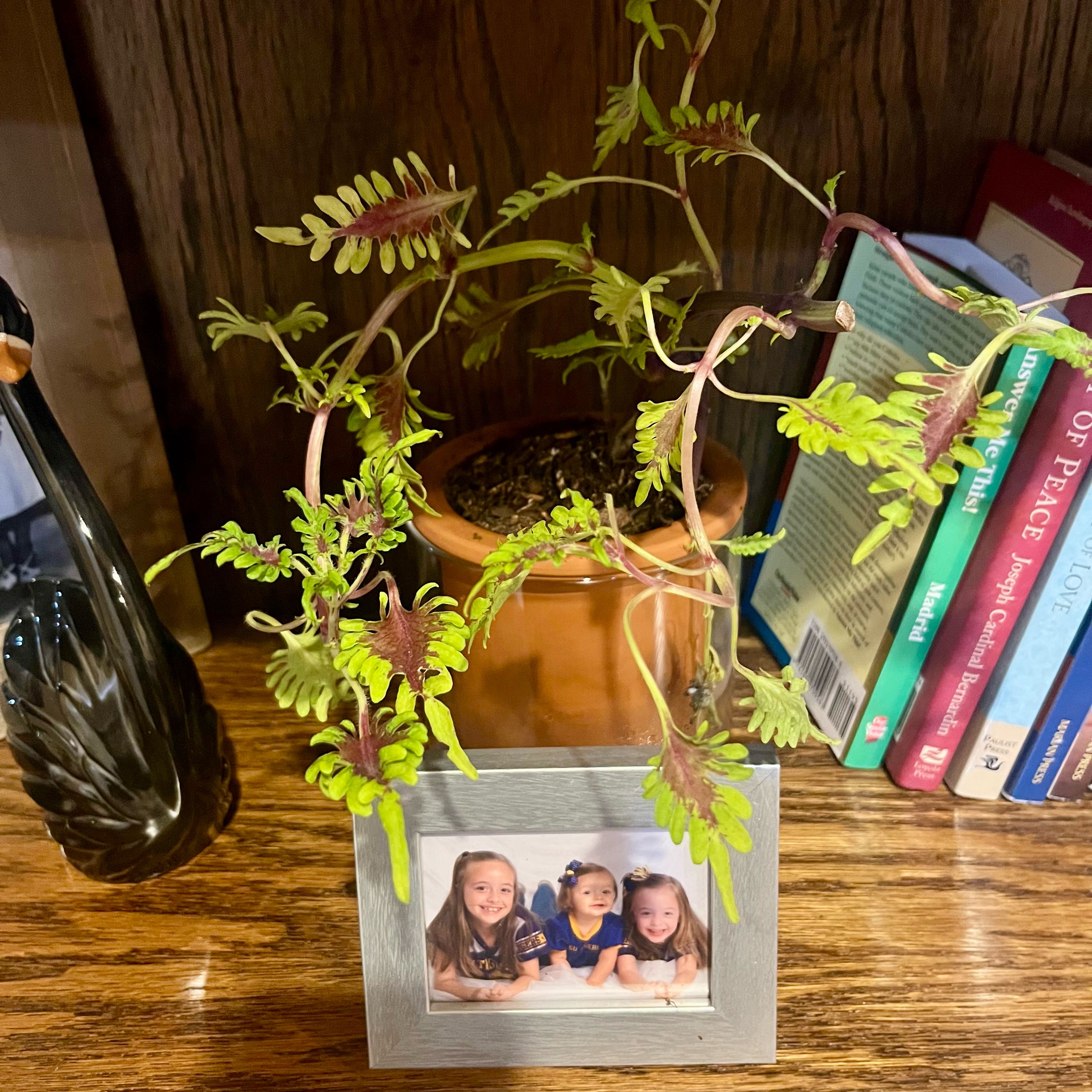 Photo of the plant species Under The Sea by @ProphetKawakawa named _@Mom’s (ILR): Arthur Parnassus on Greg, the plant care app