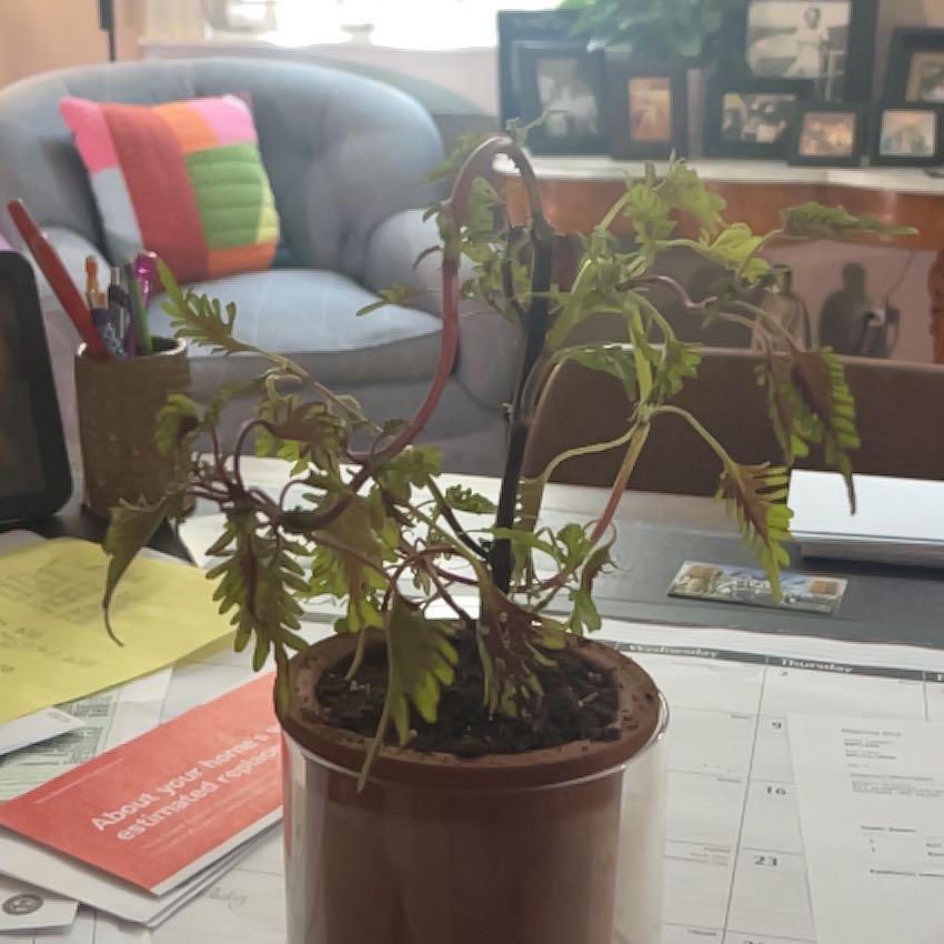 Photo of the plant species Coleus 'Under the Sea Fish Net' by @ProphetKawakawa named (UIBD) Sebastian on Greg, the plant care app