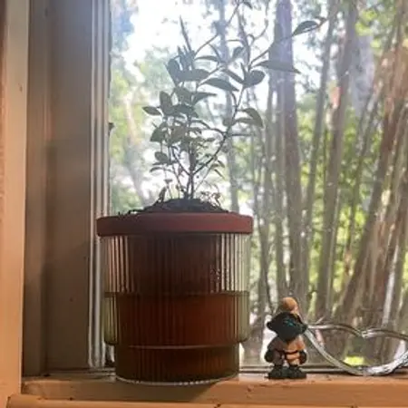 Photo of the plant species lemon verbena by @ProphetKawakawa named (DIK) Shelby on Greg, the plant care app