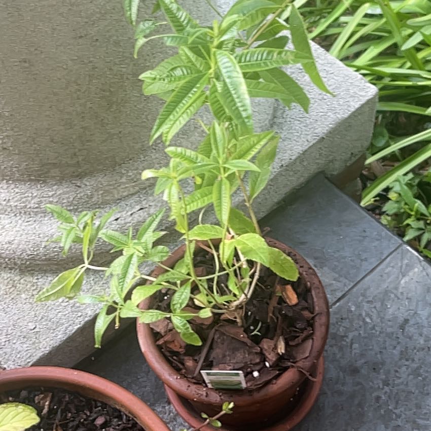 Photo of the plant species lemon verbena by @ProphetKawakawa named _@Mom’s (OFP): Cora on Greg, the plant care app