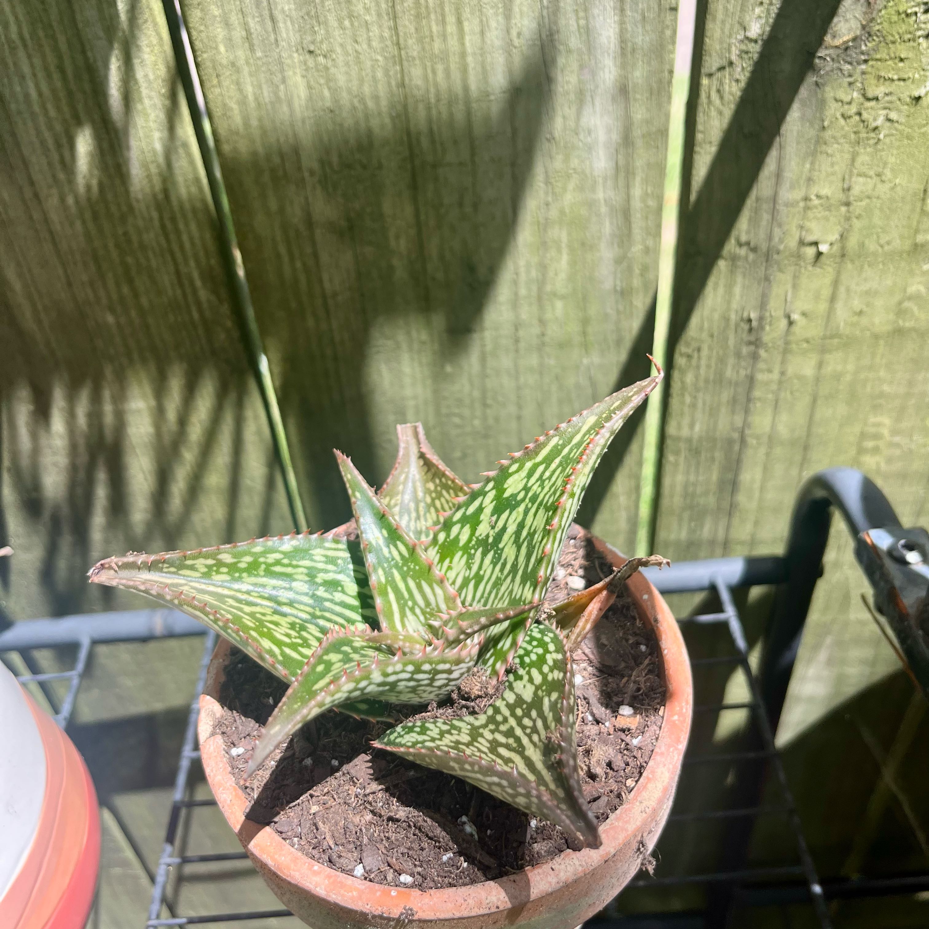 Photo of the plant species Aloe harlana by @ProphetKawakawa named (DOBYR) Lestat on Greg, the plant care app