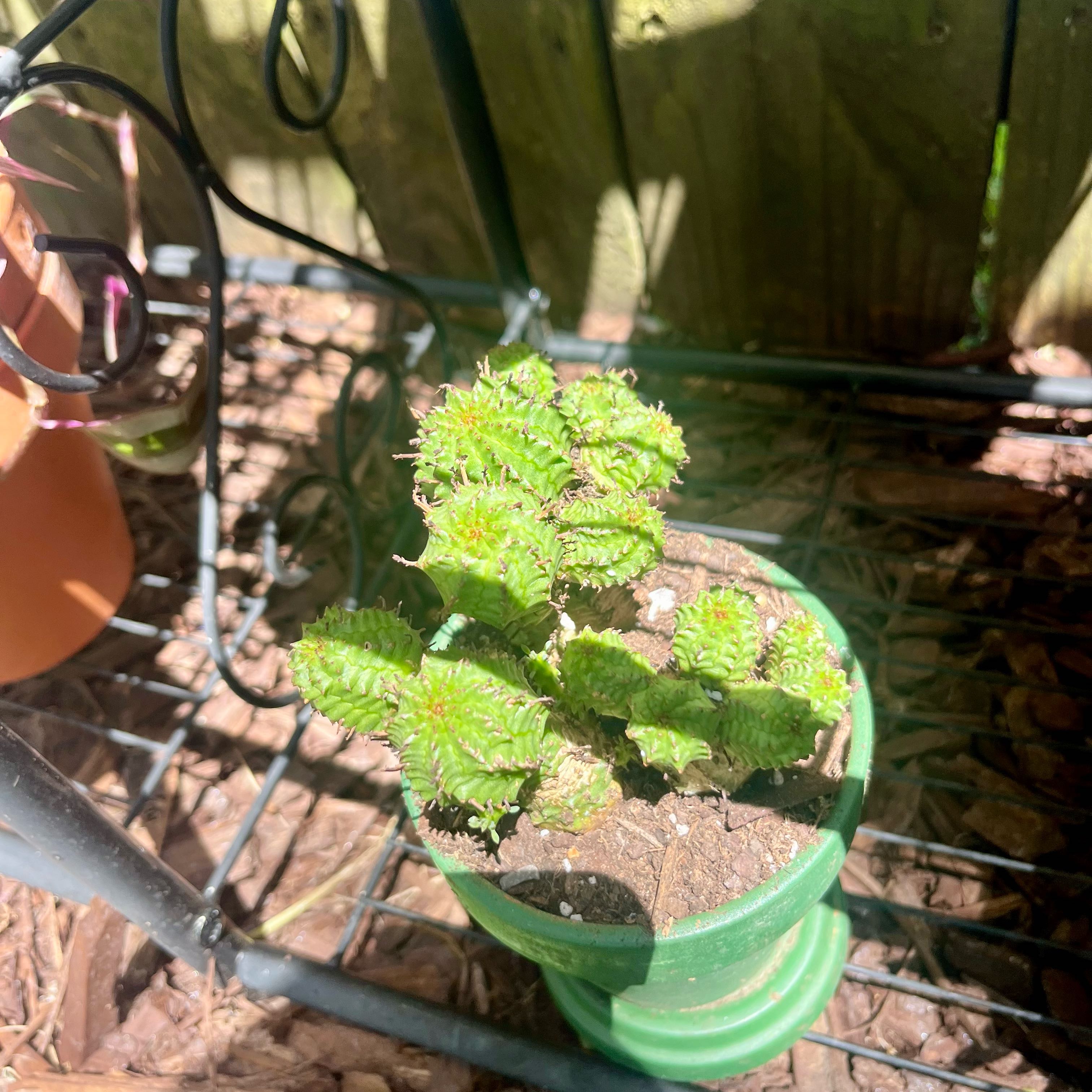 Photo of the plant species Euphorbia submammillaris by @ProphetKawakawa named (DOBYR) Seymour on Greg, the plant care app