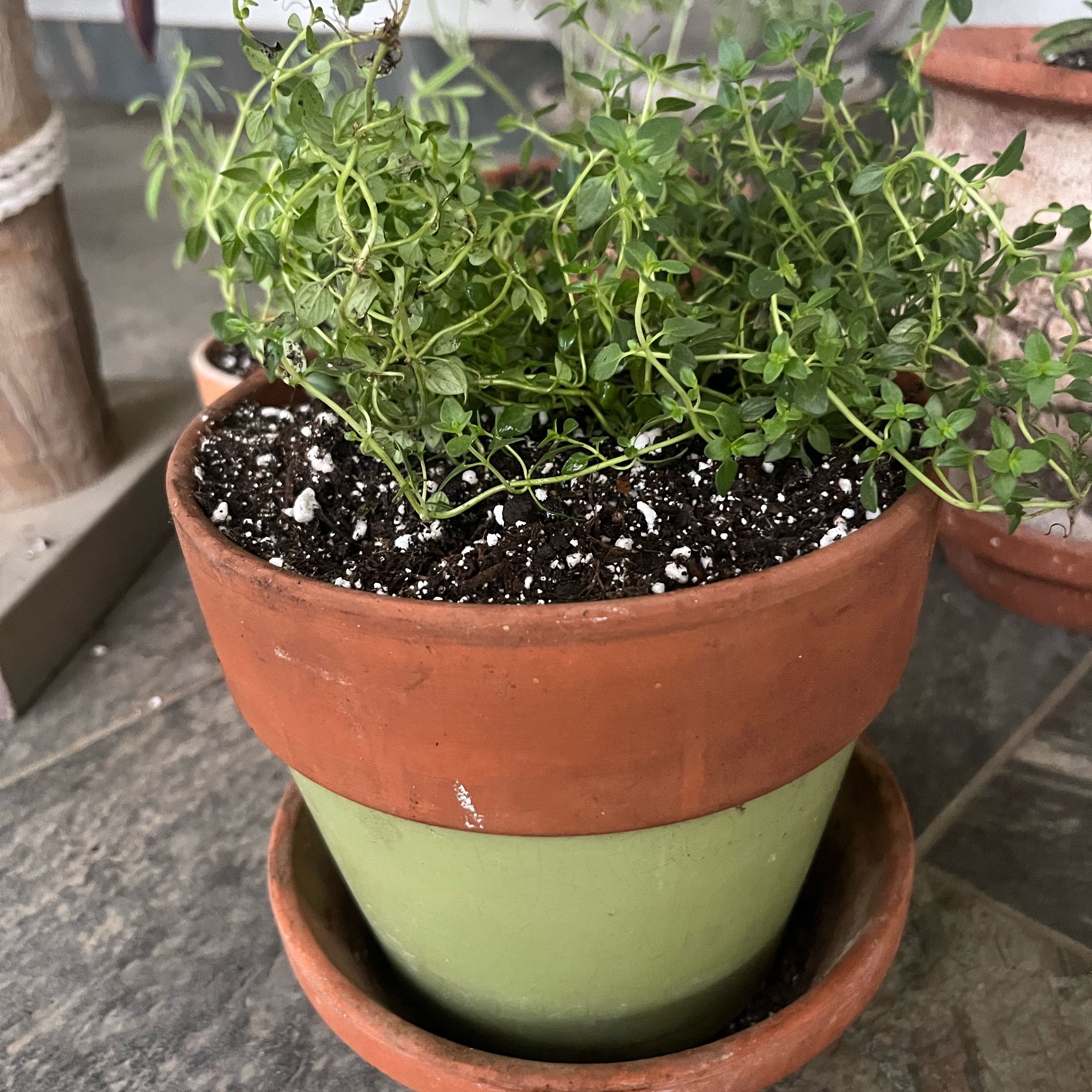 Photo of the plant species Lemon Thyme by @ProphetKawakawa named _@Mom’s (OFP): Linus on Greg, the plant care app